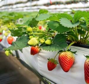 致力提供極致遊戲樂趣 - PG模拟器